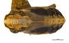 Habitus, dorsal view: !! display not done !! on Protrocha orbiculata (Ball, 1935): (Observation).