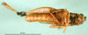 CollectionObject 1501425; 5a785bdb-7899-4774-b170-8578c6c0515a, DORSA BA000394S01: male, ventral view (holotype of Dociostaurus iranicus). (CollectionObject).