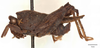 CollectionObject 1537270; f950b392-6df1-4fa4-8b31-111e6715130a: holotype male (lateral view). (CollectionObject).