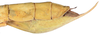 CollectionObject 1572587; 3f988d81-ee32-4370-9e65-a723ddec12e2: copyright ZSMC, Munich. female: end of abdomen, lateral view (holotype). (CollectionObject).