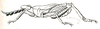 Birmana gracilis Brunner von Wattenwyl, 1893: Pl. V, Fig. 47. male habitus. (Otu).