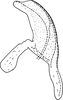 Aedeagus, lateral view: !! display not done !! on Zygina (Zygina) rubrovittata (Lethierry, 1869): Aedeagus, lateral view. (Observation).