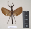 CollectionObject 1560637; NHMUK(SF IMPORT DUPLICATE) 845142', 96f9c039-1cbe-42fa-8048-a7bdb18eb280: copyright Natural History Museum, London. male of Orthomeria pandora (paralectotype). (CollectionObject).