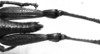 CollectionObject 1532748; 074919b3-9356-49fd-ad3f-63cfc4fd4bd5: Image Carbonell, C.S. male abdomen end, dorsal view (holotype). (CollectionObject).