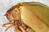 CollectionObject 1475842; NMW 13362, 5aae5791-0d66-49de-bb6a-5cc8099043e6: female, head and pronotum, lateral view (holotype of Prosagoga opaca). (CollectionObject).