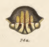 Head: !! display not done !! on Vanduzea albifrons (Fowler, 1895): (Observation).