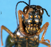 CollectionObject 1505066; 954483f9-48f1-4f17-b830-b52d091b5253, DORSA D017AF01: female, frontal view (syntype). (CollectionObject).