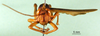 CollectionObject 1501113; 22893d49-df09-448f-ba53-0c5b5075123c: male, frontal view (lectotype of Agriacris picticollis). (CollectionObject).