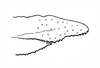 Transvaaliana draconis Brown, 1962: Fig. 6. male, apex of penis, lateral view. (Otu).