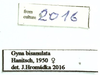 Gyna bisannulata Hanitsch, 1950: Gyna bisannulata, female. (Otu).