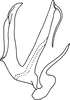 Aedeagus, lateral view on Anufrievia maculosa Dworakowska, 1977: Aedeagus, lateral view. (Observation).