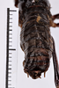 CollectionObject 1505602; 72605de9-5a50-4d26-bd40-f4a1b4ca69f3: male, dorsal view (holotype). (CollectionObject).