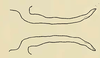 Pygofer appendages on Chinaia rubescens (Fowler, 1900): Male, processes of pygofer, dorsal view. (Observation).