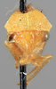 Head on Amastris pilosa (Funkhouser, 1919): (Observation).