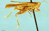 CollectionObject 1505045; ebd6bd3e-3f89-4bec-82ae-f598ca5c8844, DORSA D130XM01: male, lateral view (holotype). (CollectionObject).