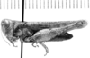 CollectionObject 1524572; d0b97f29-0146-4352-8f1e-57c13876e96f: female, lateral view (holotype). (CollectionObject).
