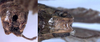CollectionObject 1531726; 719846ea-de13-45e7-b426-9e184dc527be: male subgenital plate and cerci (syntype). (CollectionObject).;CollectionObject 1531727; 1a4c224b-7a99-4aa7-b394-17b746ea1153: male subgenital plate and cerci (syntype). (CollectionObject).