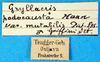 CollectionObject 1502287; 2e731a57-6b66-4112-9b94-fc8edfec5aef: labels. (CollectionObject).