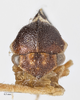 Head: !! display not done !! on Cyrtolobus frigidus Ball, 1932: (Observation).