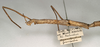 CollectionObject 1559003; 4028b536-c9dd-4f08-88e2-7a845a6bbdaf: copyright NMW, Vienna. female, lateral view (syntype). (CollectionObject).;CollectionObject 1559004; 7a18dcb6-71d9-48cb-9cd6-479cc4d34567: copyright NMW, Vienna. female, lateral view (syntype). (CollectionObject).
