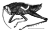 Staleochlora curupira Roberts & Carbonell, 1992: Fig. 28. male habitus. (Otu).
