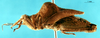 CollectionObject 1505461; f1a5cc20-0eb9-4e4a-9061-382523f26777: last instar nymph, lateral view. (CollectionObject).