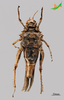 CollectionObject 2284000; 58f72b48-7389-425b-88bb-912d0ccaf872, Unioeste Cascavel K-1322: Female, ventral view. (CollectionObject).