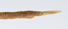 CollectionObject 1558313; 63fb1c36-b4b2-4146-bd83-39fd7f89f698: copyright ZMUH [Hamburg]. female: end of abdomen, dorsal view (holotype). (CollectionObject).