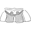 Abdomen, sternal apodemes, ventral view: Abdomen, sternal apodemes, ventral view (I. marginalis Vilbaste, 1968). (Observation).