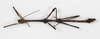 CollectionObject 1557631; NMW 644, ea3cf36b-9103-46d0-aad2-fc5629655c9a: copyright NMW, Vienna. male, dorsal view (syntype). (CollectionObject).