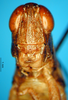 CollectionObject 1521409; 08b38882-599e-491d-9735-4870228b4bea: male, frons (holotype). (CollectionObject).