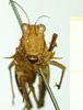 CollectionObject 1585767; c977b3ac-eeff-4af7-9d23-260757fc726e: female, frontal view (paralecotype). (CollectionObject).