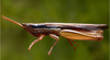 Oxybleptella sagitta Giglio-Tos, 1894: male. (Otu).