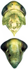 Head on Distantasca rokasa (Dworakowska, 1981): Head. (Observation).