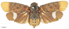 Habitus, dorsal view: !! display not done !! on Zeunasa irrorata (Blanchard, 1846): (Observation).