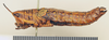 CollectionObject 1518428; 749dd8bb-ef96-48d5-9704-aa55a80715fa: female, lateral view (holotype). (CollectionObject).
