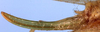 CollectionObject 1520606; 9a4af3ea-c22a-4fd5-ab29-36a26c025656: female ovipositor (allotype). (CollectionObject).