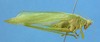 CollectionObject 1580340; UNCB ICN-MHNOR00922, 717a5b63-69a1-42c1-b55d-519463e50dab: male, lateral view. (CollectionObject).