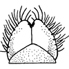 Subgenital plate: Subgenital plate. (Observation).
