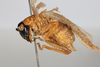 CollectionObject 1505571; b60adc6f-c0f9-4213-8d9c-0cf67bc8d262: female, lateral view (holotype). (CollectionObject).