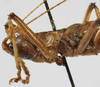 CollectionObject 1539648; 2e85d8d8-a644-4cb5-97bf-2dbbf76a71ee: female pronotum lateral (syntype). (CollectionObject).;CollectionObject 1539649; 5e308dca-8056-47c1-bdb5-c15e234c7dc5: female pronotum lateral (syntype). (CollectionObject).