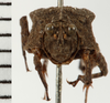 CollectionObject 1574112; NHRS 13611, 7e9e5d12-0ccc-4ca1-93e0-1ed67dc5ac0e: male, frontal view (allotype). (CollectionObject).