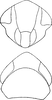 Head on Doleranus lucidus (Baker, 1895): Head and thorax. (Observation).