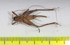 CollectionObject 1565986; 0e30e9d1-8b84-4994-8a7d-fb1ac4581048: female, ventral view (holotype). (CollectionObject).