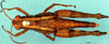 CollectionObject 1578663; 7b496661-5f71-4240-8a26-d0434a7f8177: female, dorsal view (paratype). (CollectionObject).