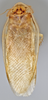 CollectionObject 1569185; d48387b0-52b1-4906-8517-19b2affbb2f8: Photo by Heidi Hopkins. Holotype, adult male, dorsal habitus. (CollectionObject).