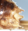 CollectionObject 1597498; 2c29c080-a1e0-4145-9526-e282bae97709: male abdomen tip, lateral view. (CollectionObject).