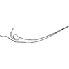 Pygofer appendages on Apheliona xerophila Dworakowska, 1994: Pygofer ventral appendage. (Observation).