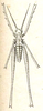 Rhammatopoda opilionoides Redtenbacher, 1892: Pl. III, Fig. 6 a. male habitus (body length 13 mm). (Otu).