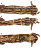 CollectionObject 1593791; d8249ca4-70c1-42bd-b866-5ca6e9042170: copyright RBINS. male, end of abdomen (holotype). (CollectionObject).
